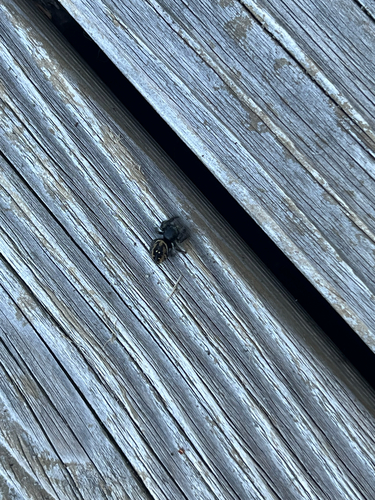Johnson's Jumping Spider