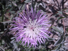 Psephellus declinatus