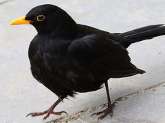 Turdus merula