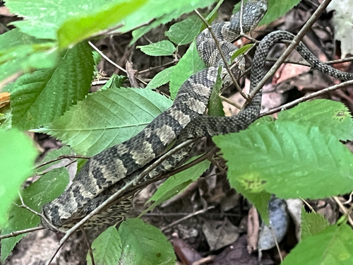 Common Watersnake