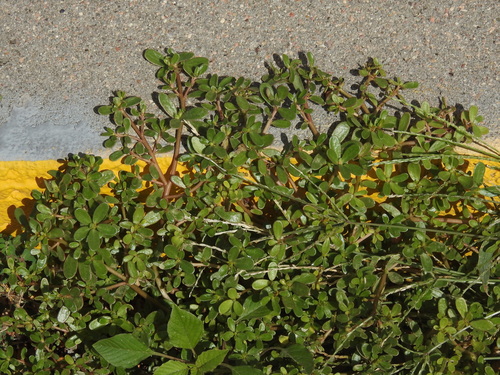 Common Purslane