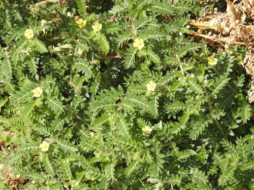 puncture vine
