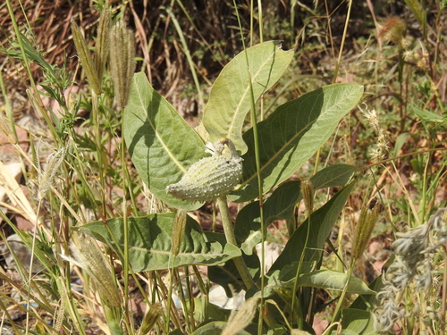 showy milkweed