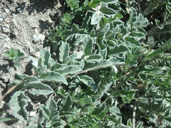 Psephellus declinatus