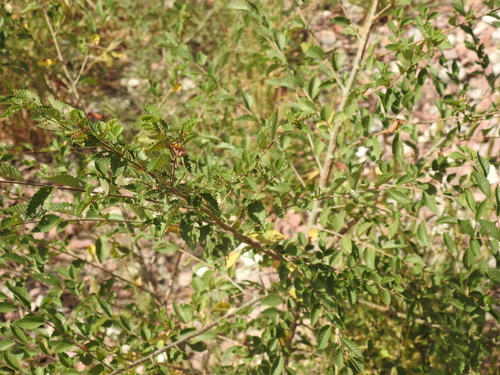 Siberian elm