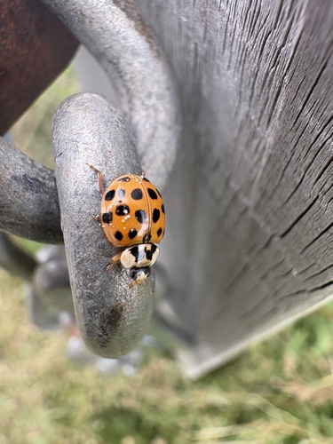 Asian Lady Beetle