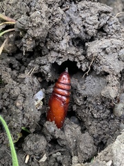 Catocala californica