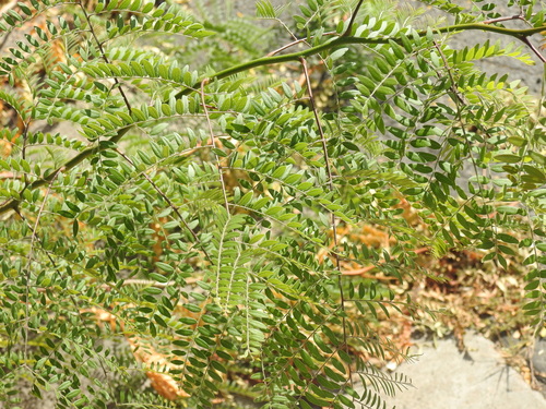 honey locust