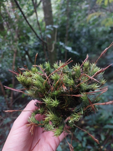 Tillandsia tricholepis