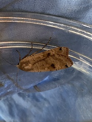 Catocala californica