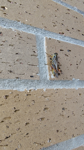 Red-legged Grasshopper