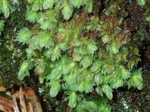 Jagged Notchwort