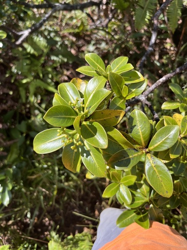 Psychotria mariniana observed 2026-09-14