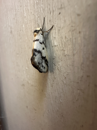 Clouded Footman