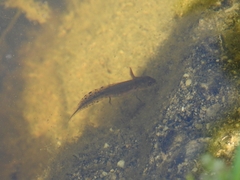 Triturus pygmaeus