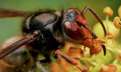 Vespa velutina nigrithorax