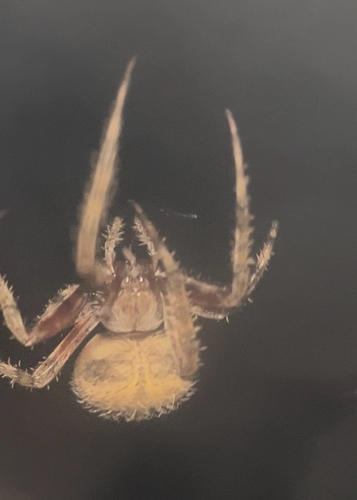 Spotted Orbweaver