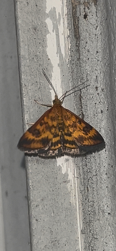 Mottled Pyrausta Moth