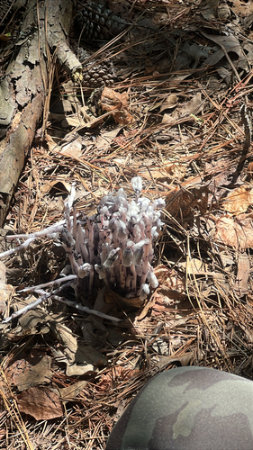 Ghost Pipe