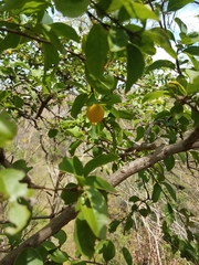 Ximenia americana