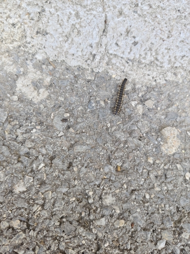 Orthomorphella pekuensis