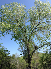 Populus fremontii fremontii