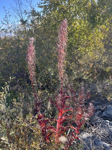 fireweed