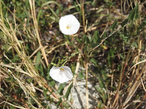 field bindweed
