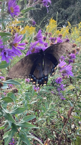 Eastern Tiger Swallowtail