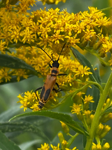 Goldenrod Soldier Beetle
