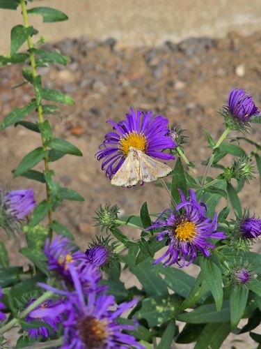 Corn Earworm Moth