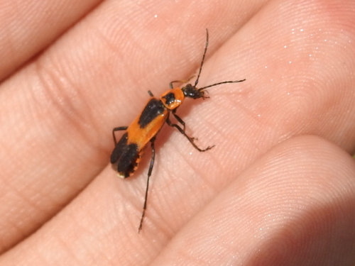Colorado Soldier Beetle