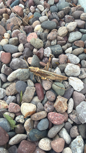 Gray Bird Grasshopper