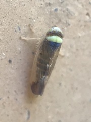 Colladonus montanus reductus