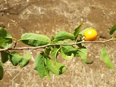Ximenia americana