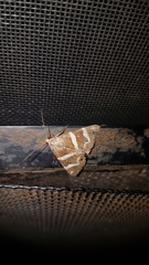 Grammodes pulcherrima