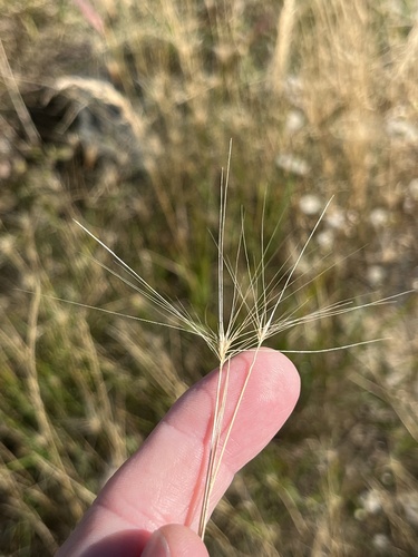Foxtail Barley