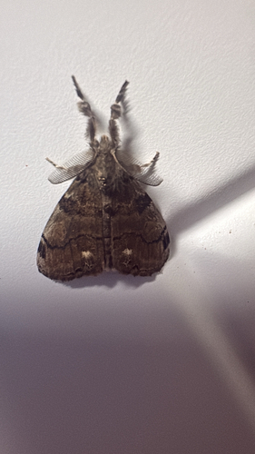 White-marked Tussock Moth