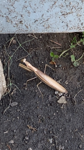 European Mantis