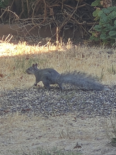 Western Gray Squirrel