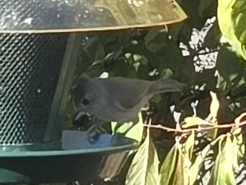 Oak Titmouse