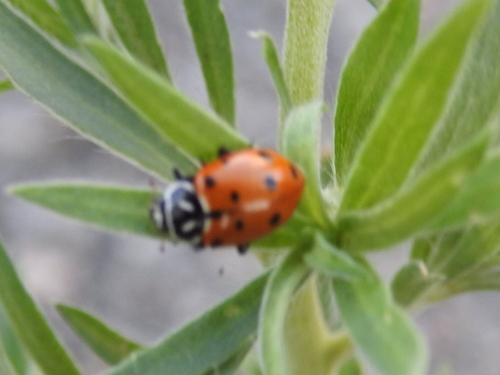 Convergent Lady Beetle