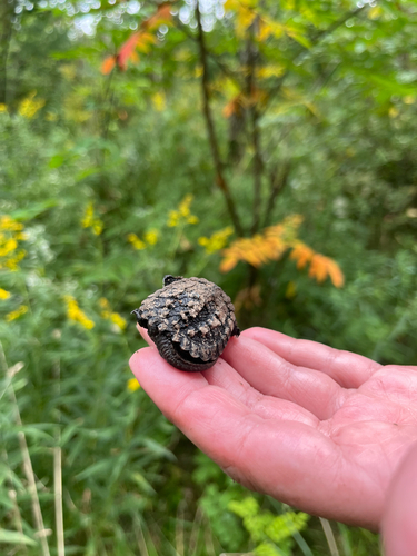 Common Snapping Turtle
