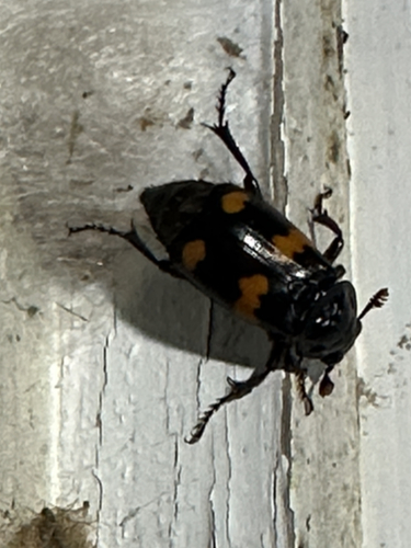 Roundneck Sexton Beetle