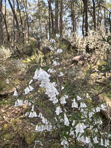 twin-flower beard-heath