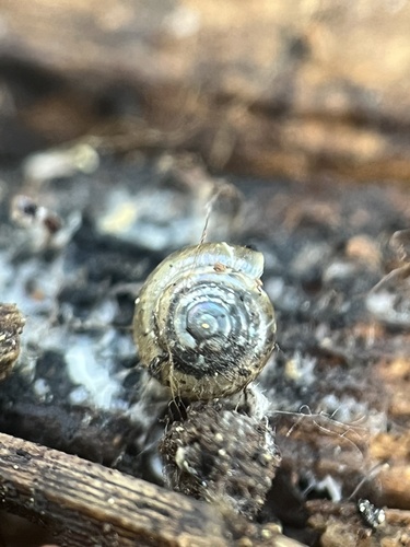 Black-footed Tightcoil