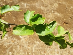 Ximenia americana
