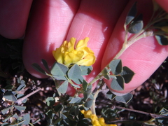 Medicago cretacea