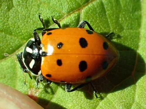 Convergent Lady Beetle