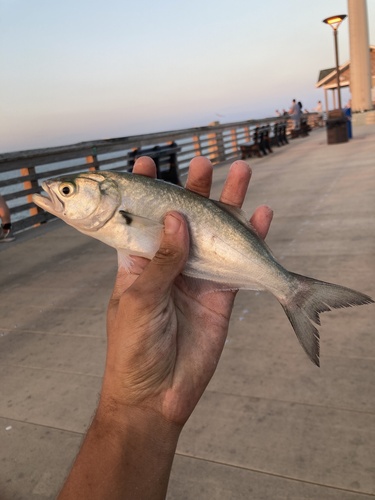 Bluefish